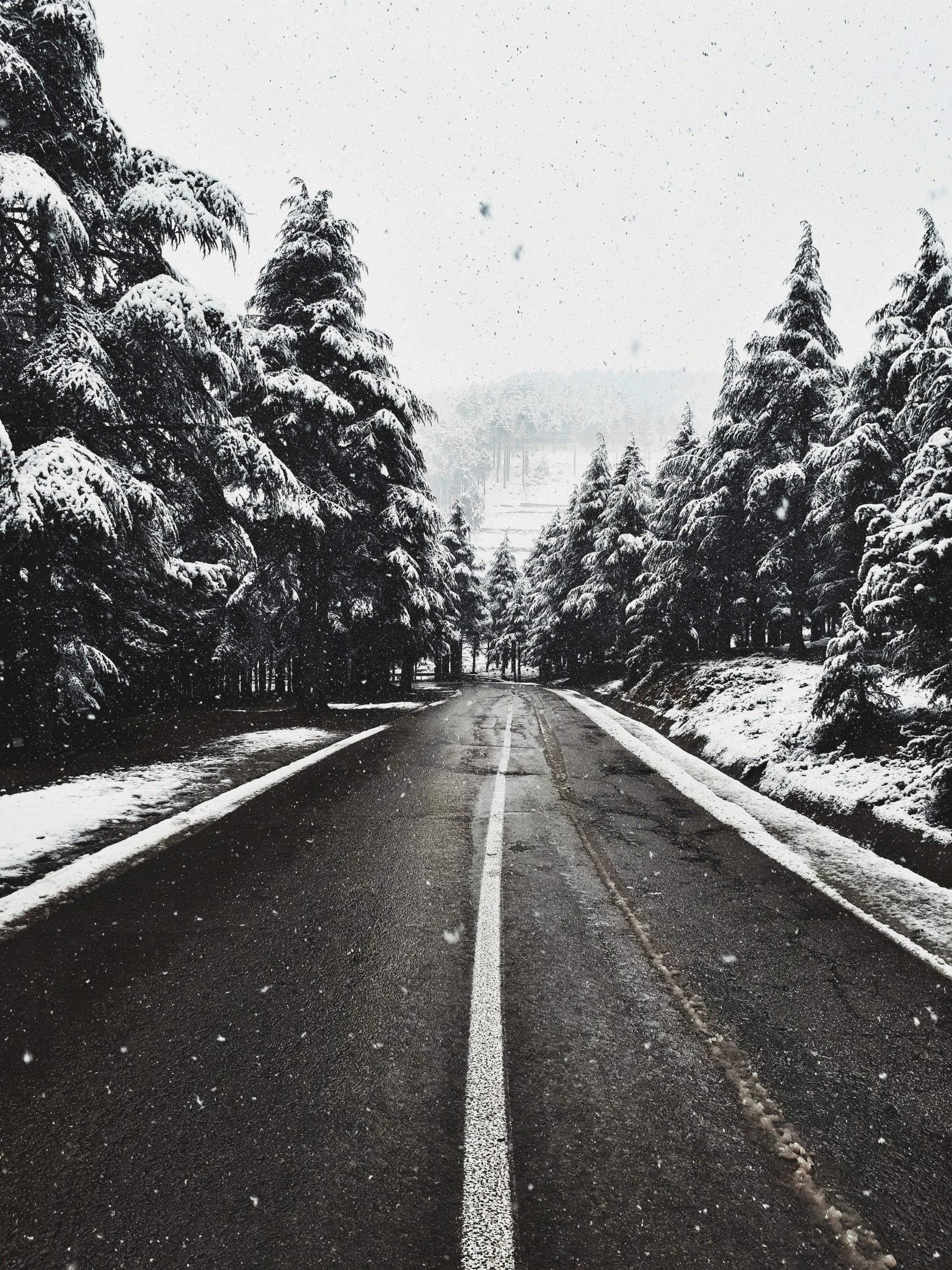 a black and white po of a road with trees