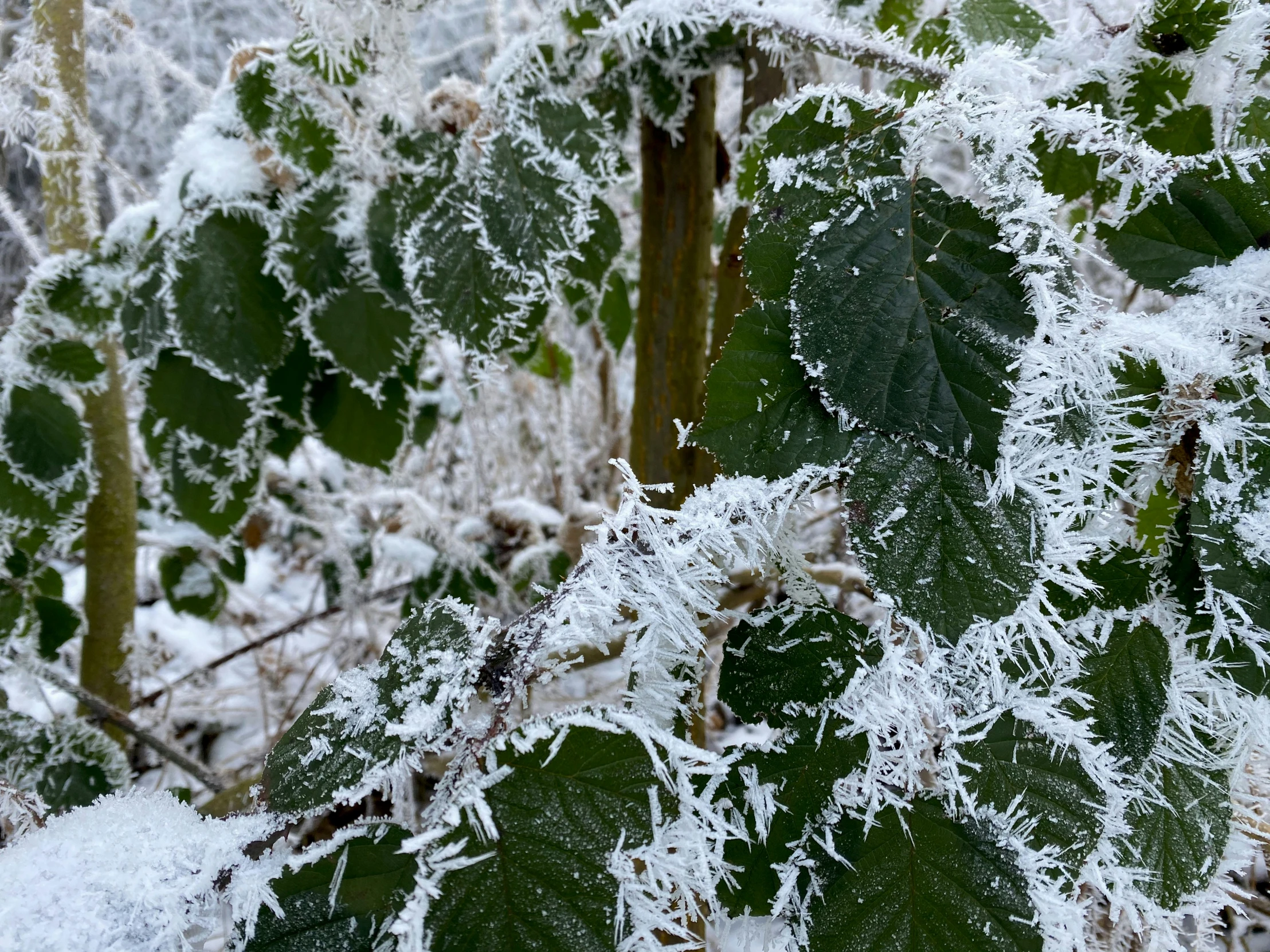 the leaves of the tree are covered in snow