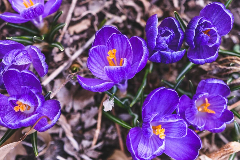 the purple flowers are growing from the brown leaves