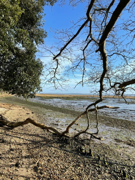 tree nches over the water on a sunny day