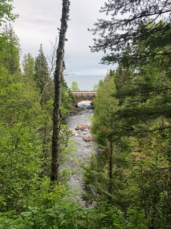 a small river running through the woods under a bridge