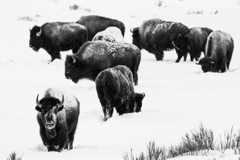 large group of black bison walking in snow