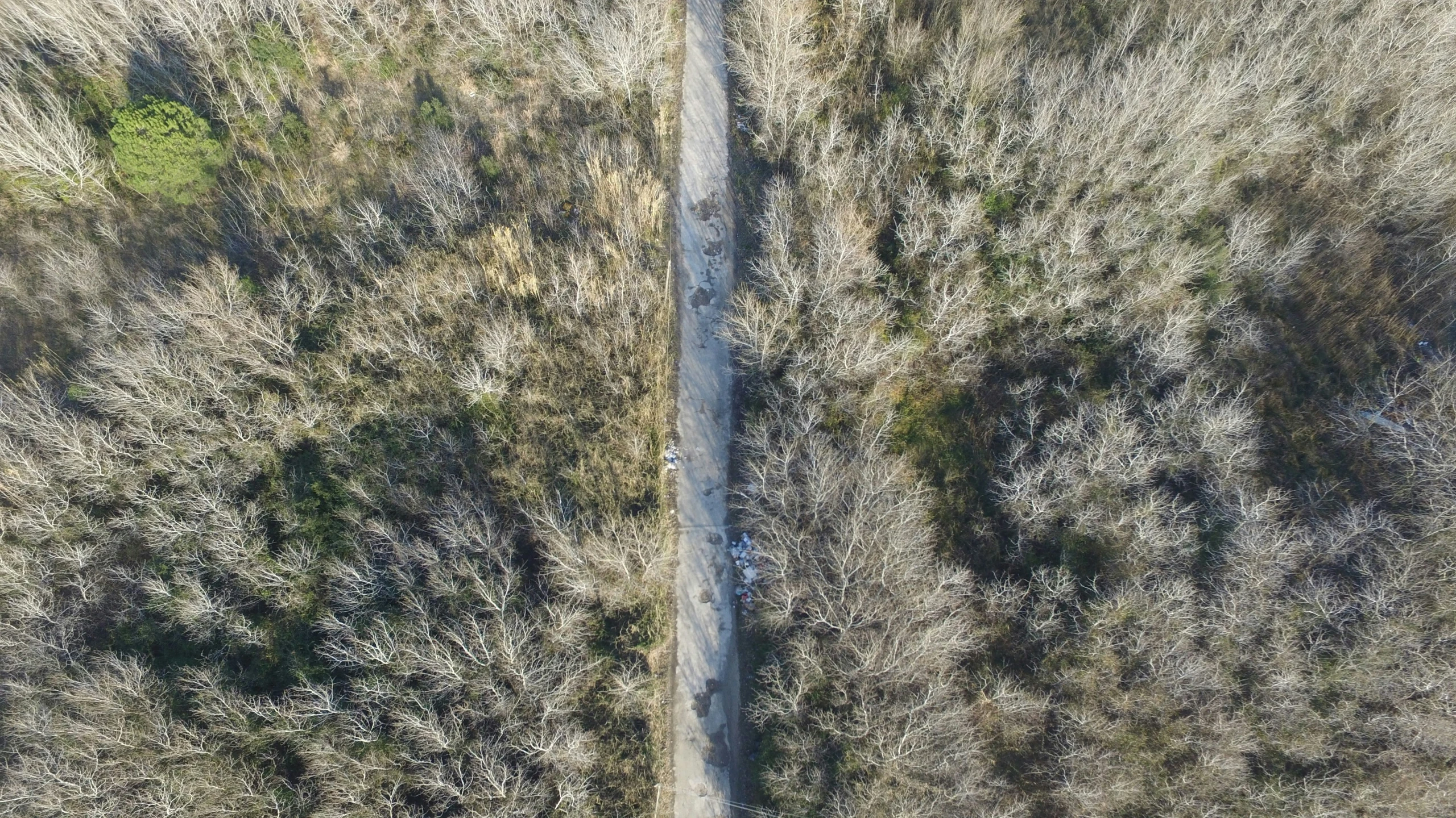 an overhead view of the trees in a park