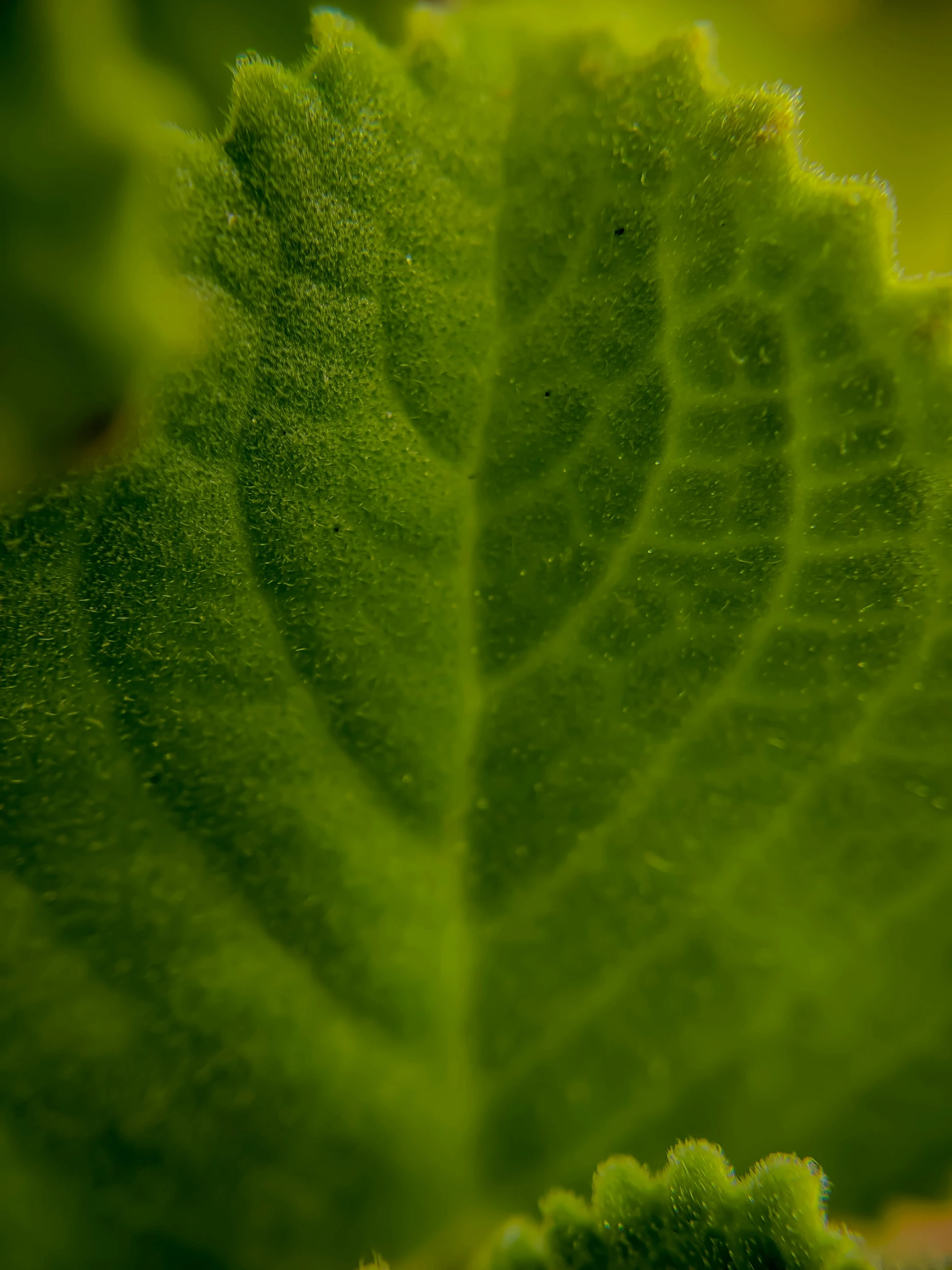 the green leaves are shining in the sun