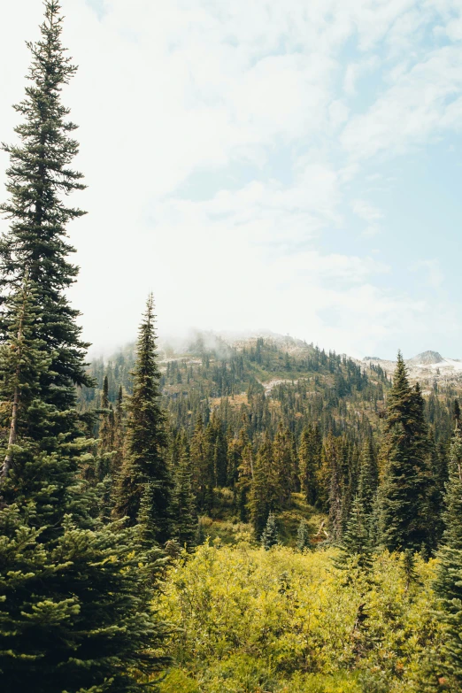 trees stand next to a hill in the mountains