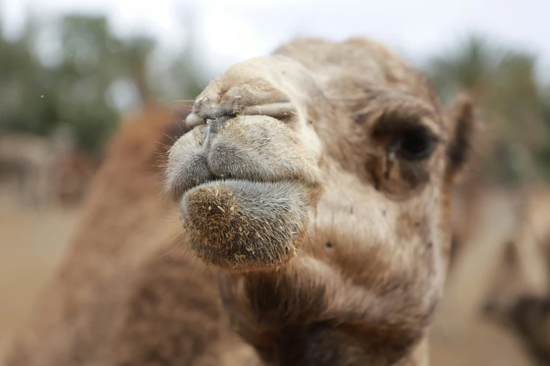 a close up s of the top part of a camel