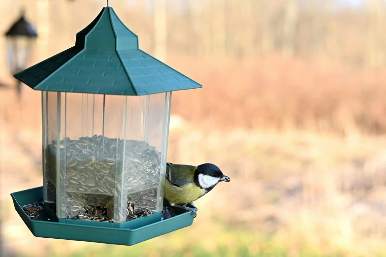 a blue bird feeder filled with birdseed outside in the grass