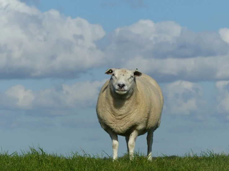 a sheep is standing in the green grass