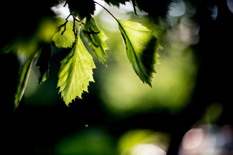 a green leaf in the shade