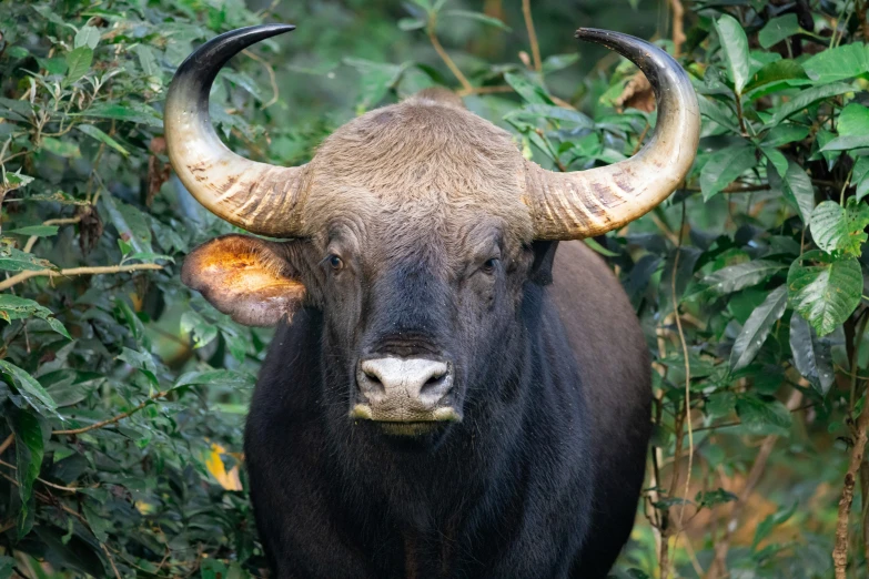a bull with horns standing on top of grass