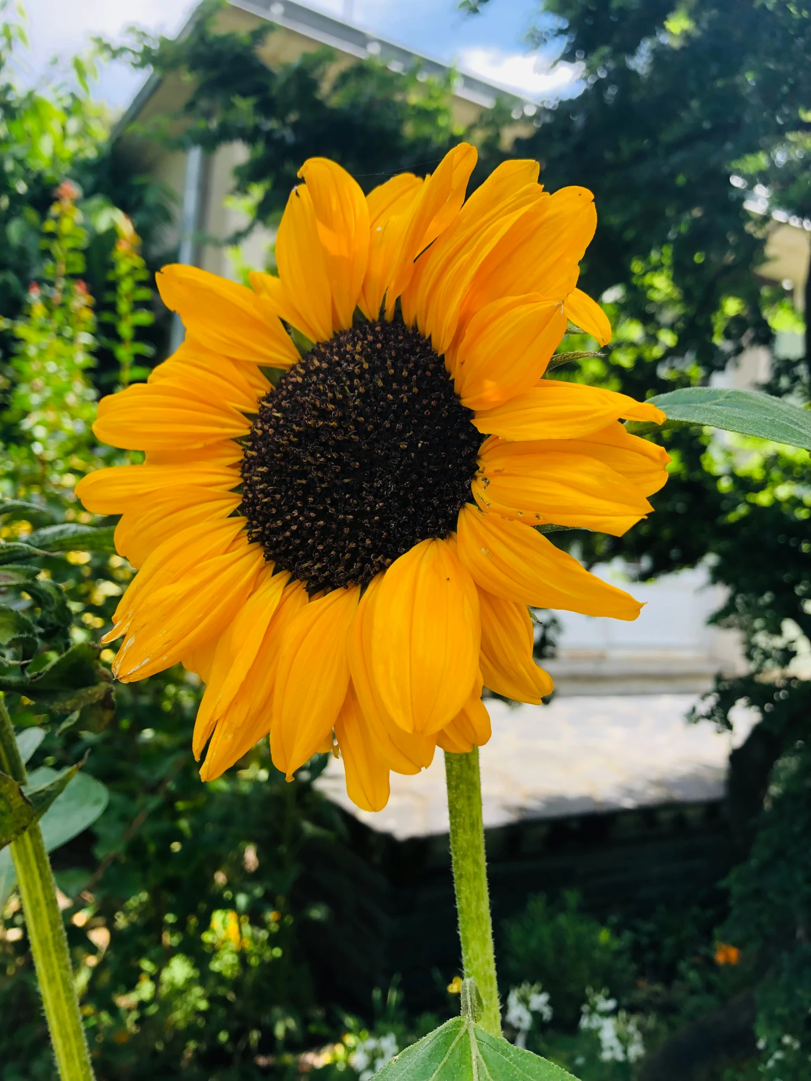 large sunflower blooming in the green garden