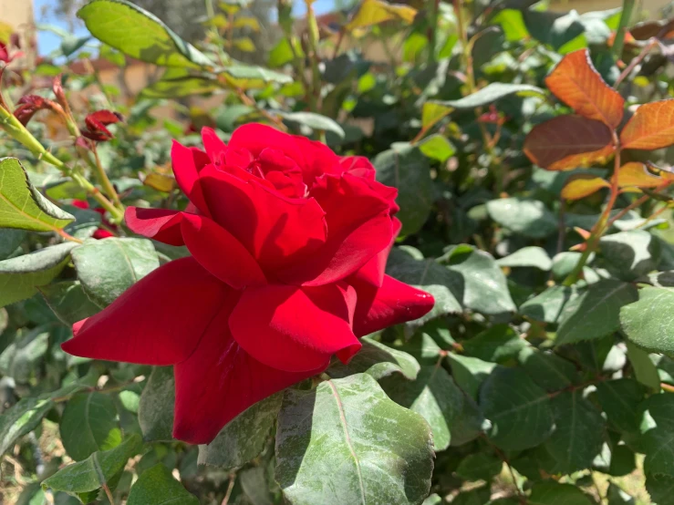 a red rose bud in front of some green leaves