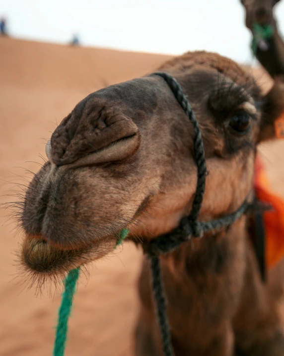 a camel sticking its head in the sand