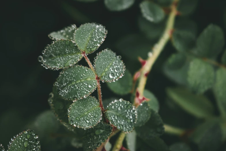 a plant covered in water drops sits outside