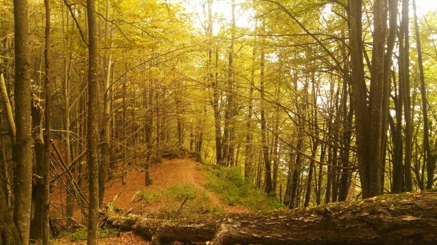 a path through the woods with many trees