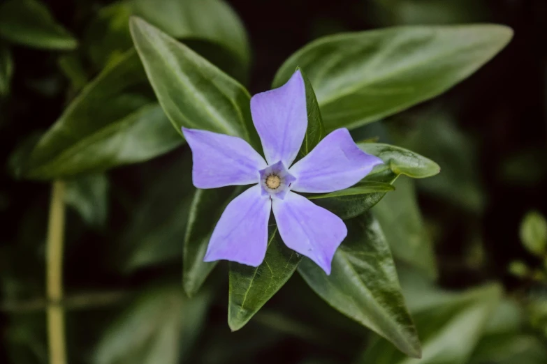 blue flower in the midst of green leaves