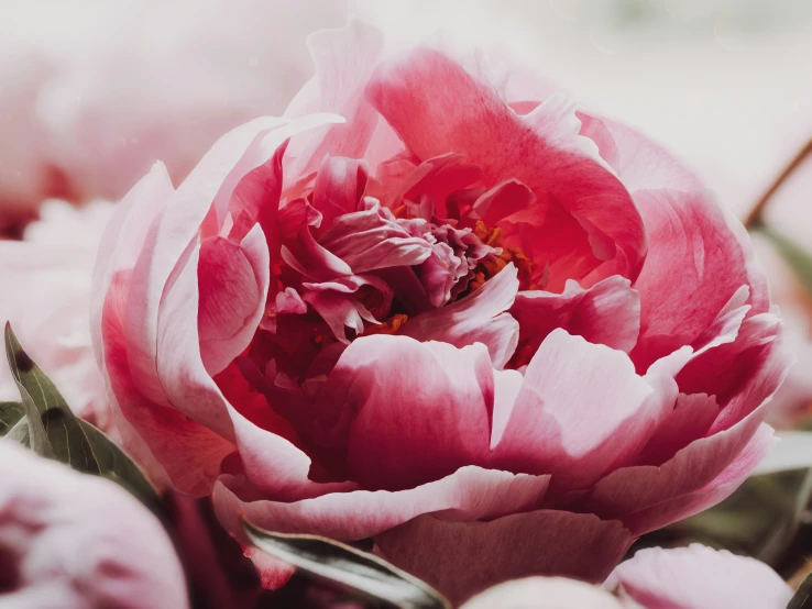 a pink flower is sitting in the middle of flowers