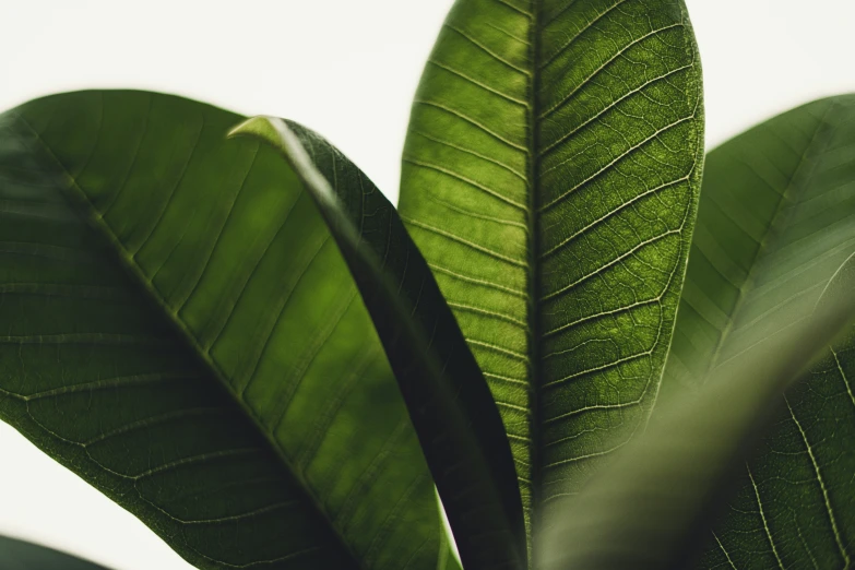 a green leaf is hanging in the air