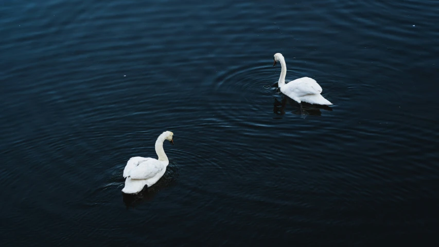 two swans are in the blue water on their own