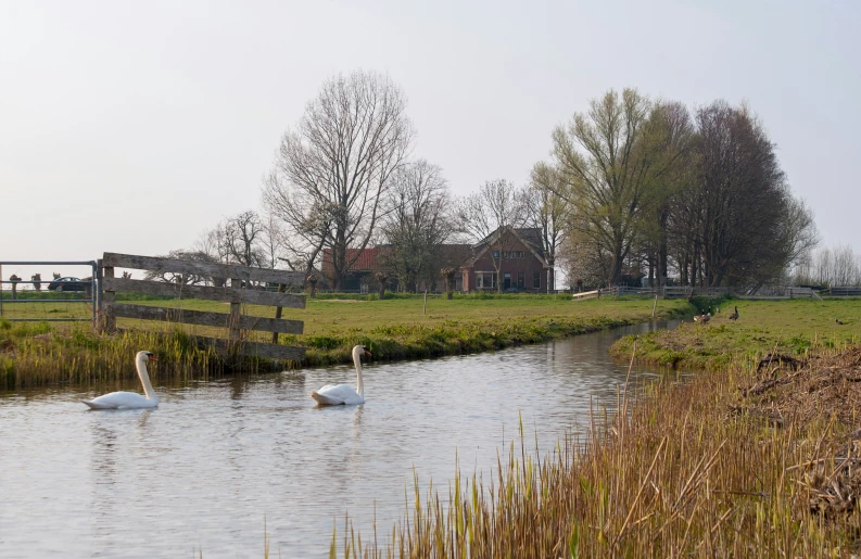 swans swimming in a pond with buildings in the background