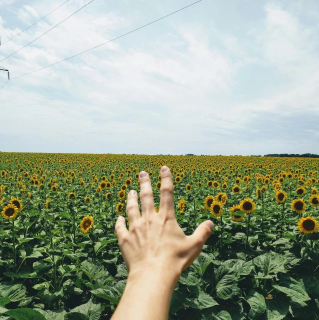 a hand reaches up in front of a field of sunflowers