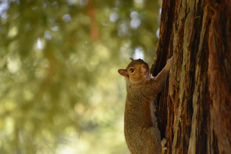 a small squirrel is climbing on to a tree