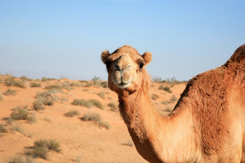 a camel that has its head resting on its hind end