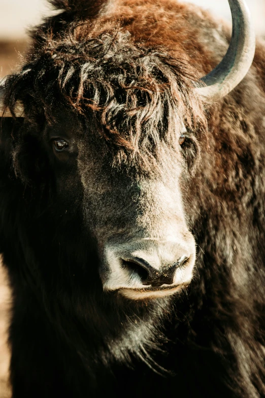 a close up of a long horn bull with horns