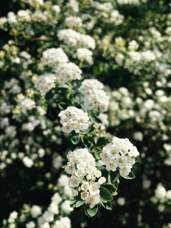 white flower buds blooming on tree nches