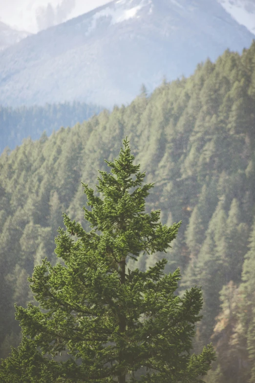 a lone tree stands tall in front of a large mountain