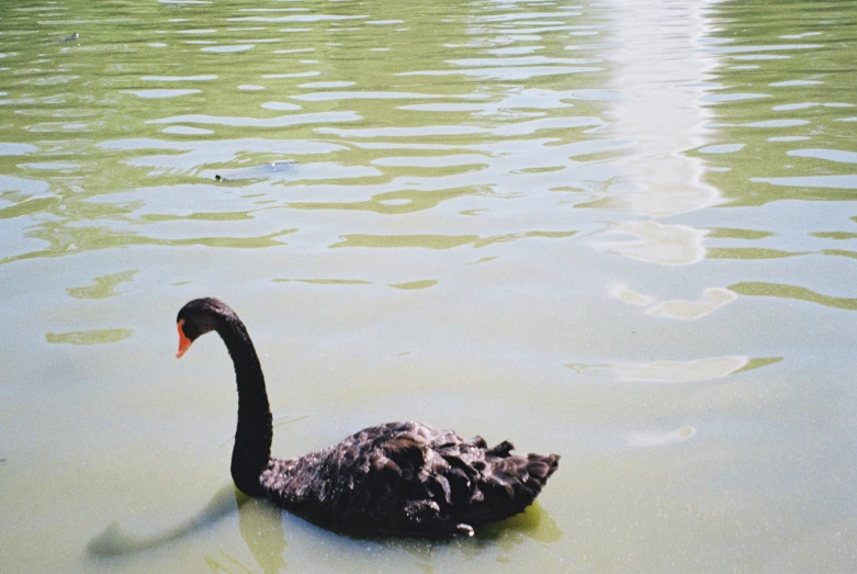 a black swan swims in the water