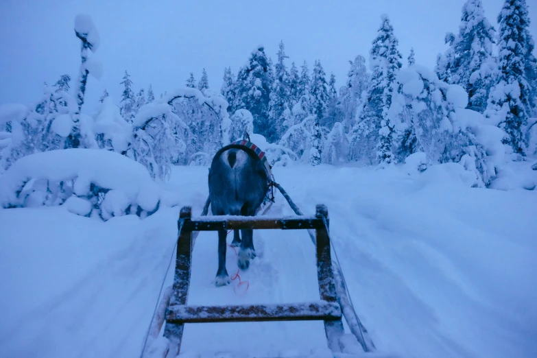 a dog is pulling a sled full of snow through the woods