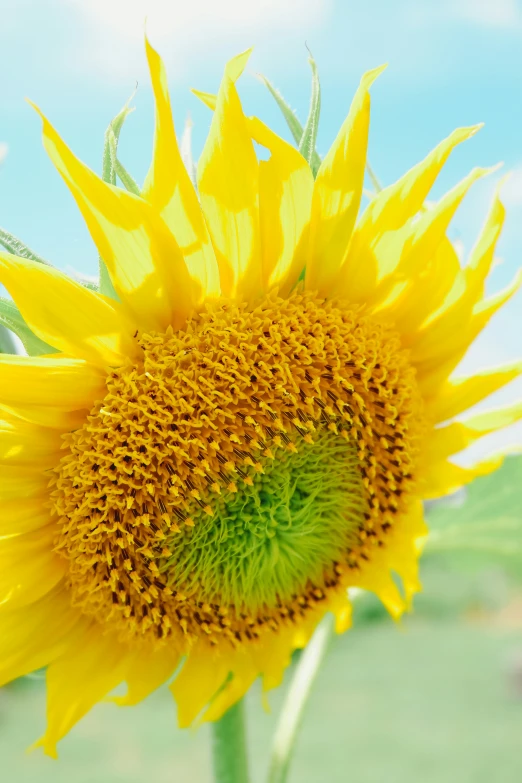 a sunflower, showing yellow petals and a bright green center