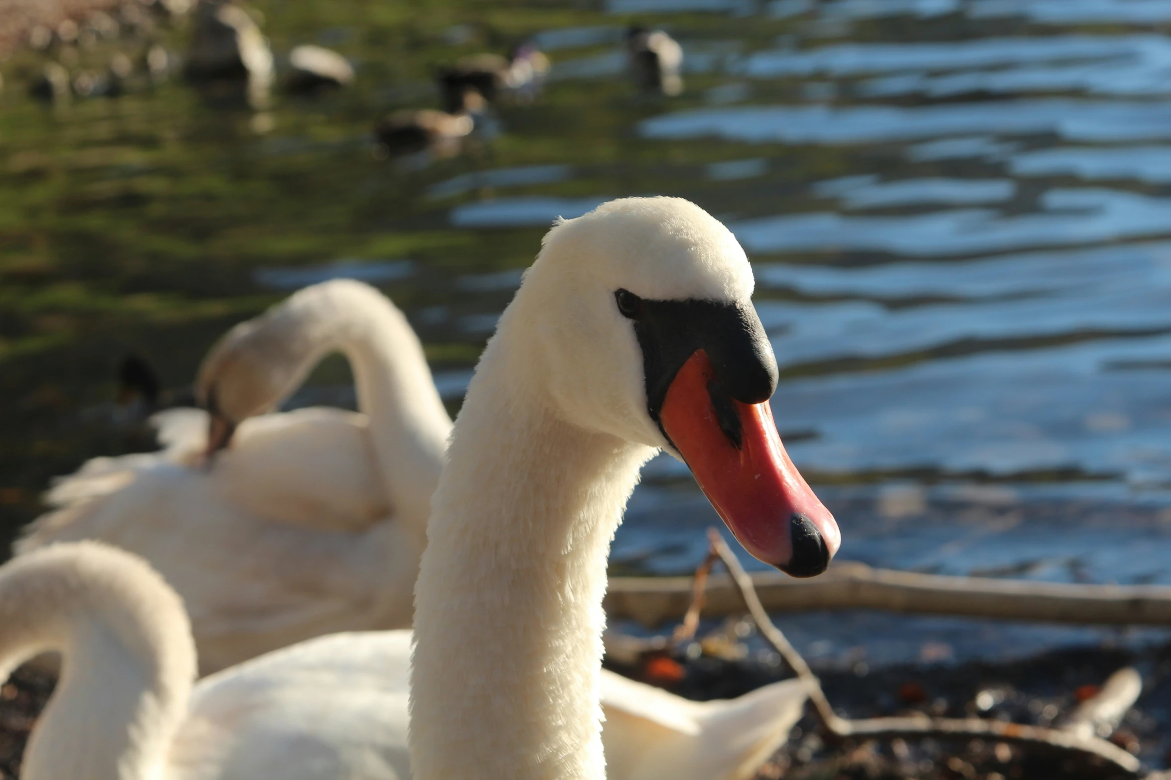 several swans and ducks on the edge of a lake