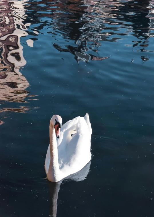 a swan is swimming in the water next to another swan