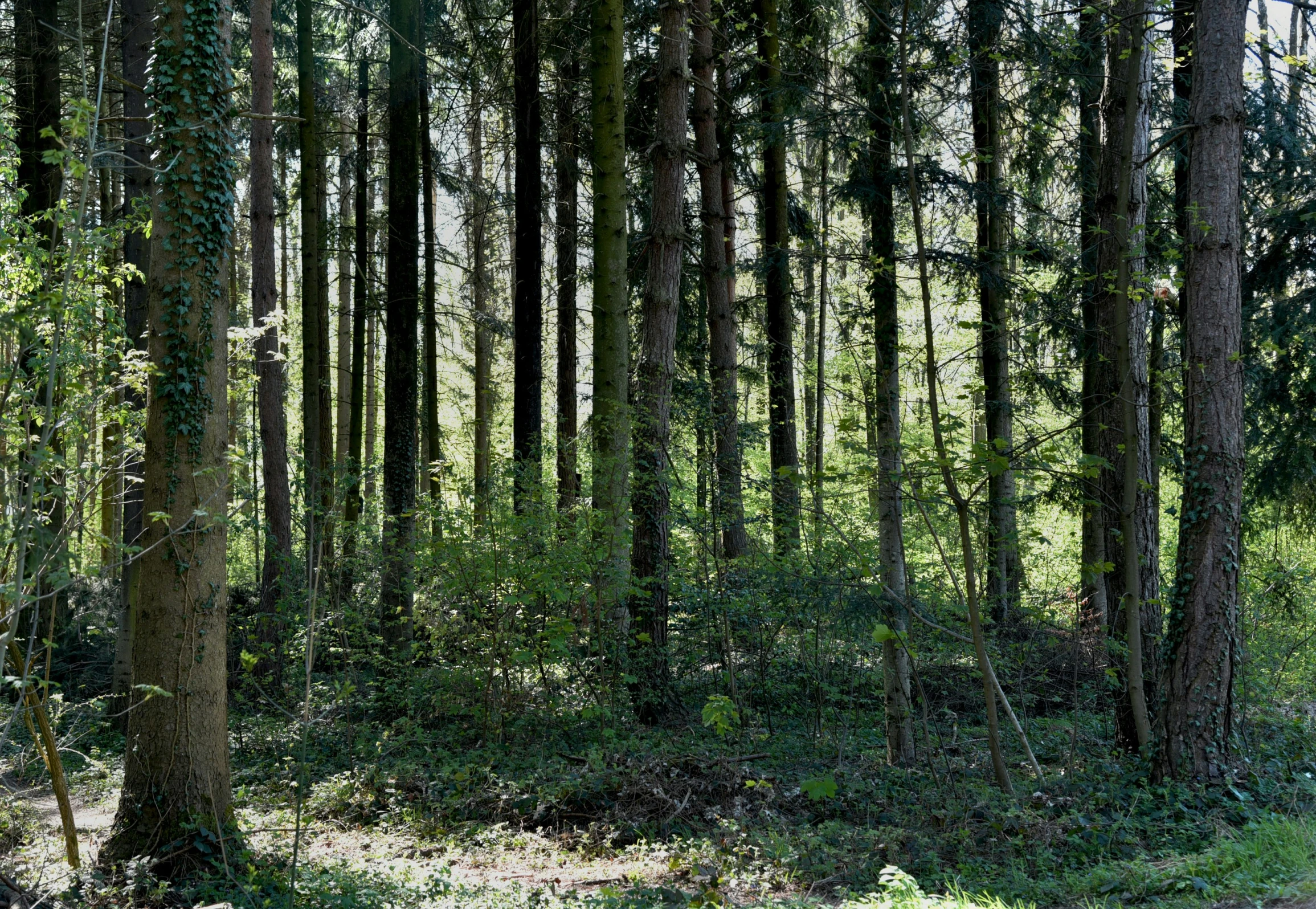 a forest of tree nches and lots of foliage