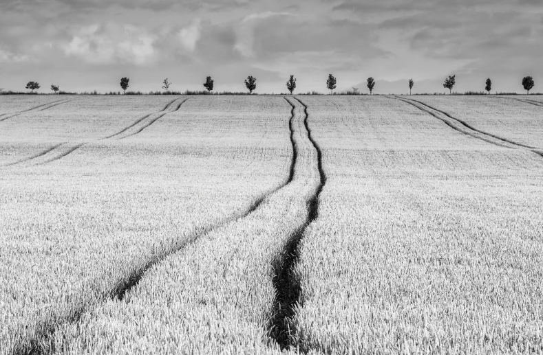 a grassy field with traces of dirt and trees