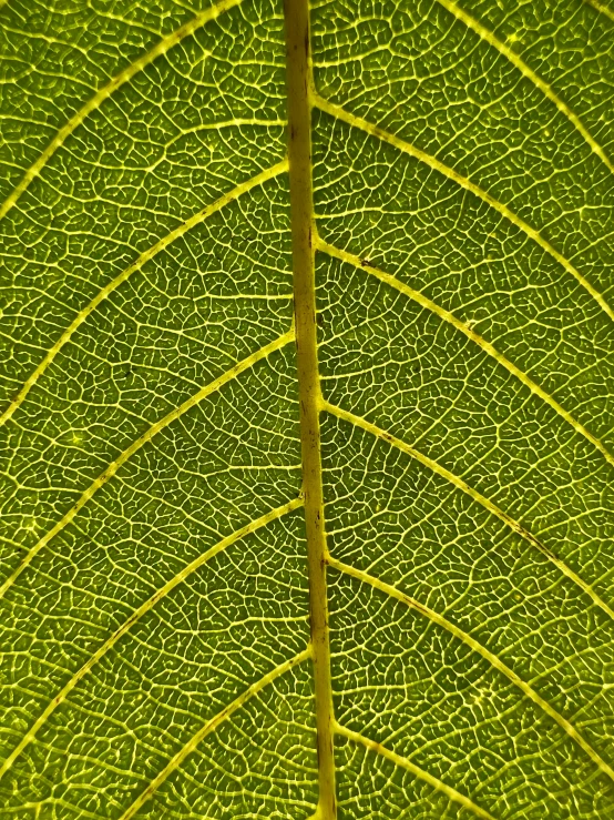 a large green leaf with lots of tiny ridges