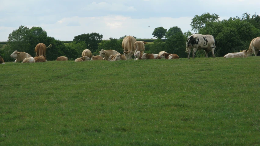 the cows are grazing in the grassy field