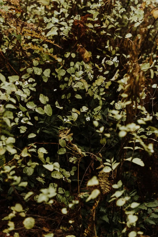 many leaves on the tree in this picture