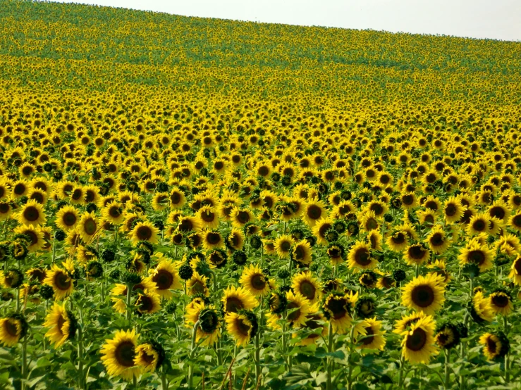 a field of large sunflowers next to a hillside