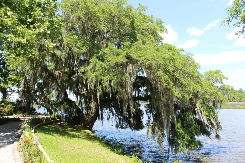 a couple of trees on a side walk over water