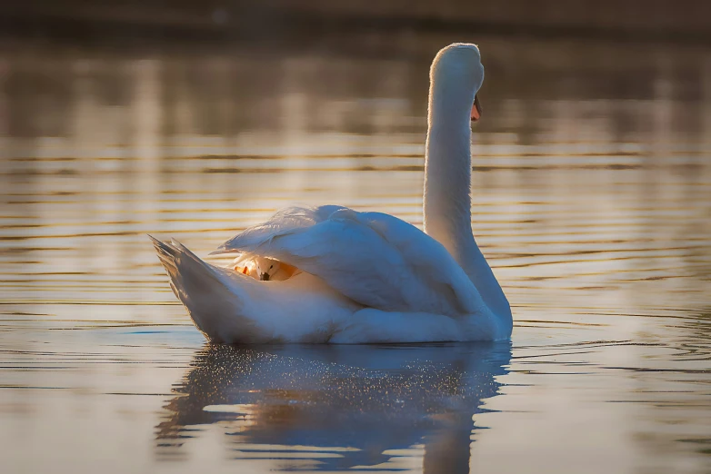 a white swan floating on top of a lake