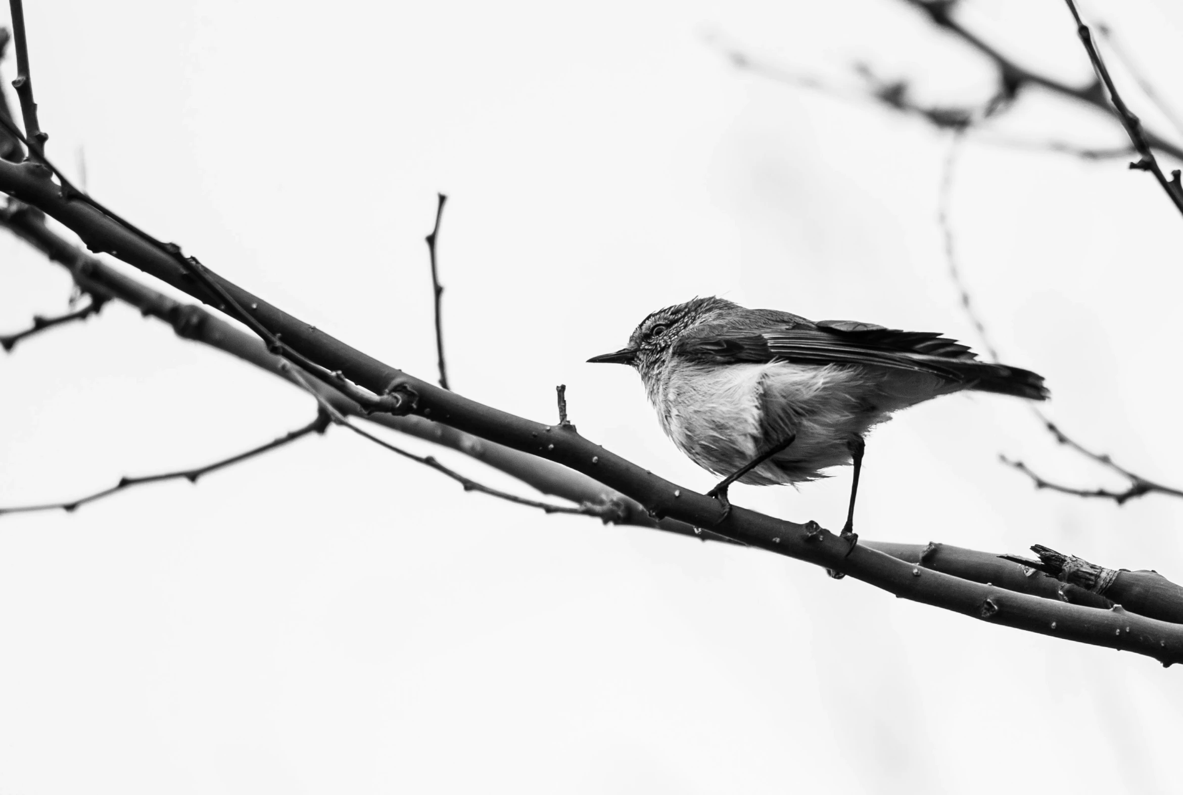 a bird sits on a nch in the snow