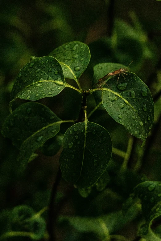 green leaf with water drops in the dark