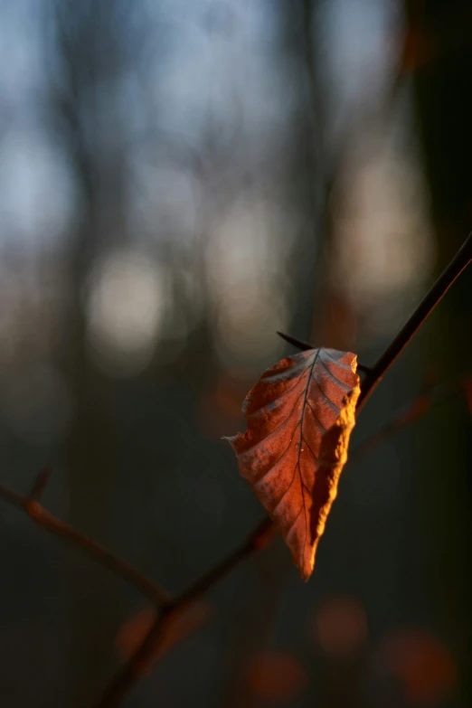 a leaf that is on the tree nch