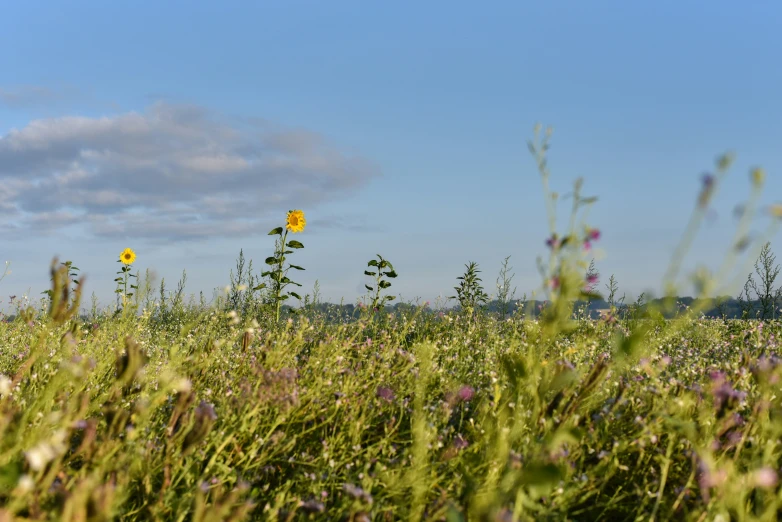 a field full of tall grass and flowers under a cloudy sky