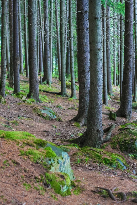 trees with moss growing on them in the woods