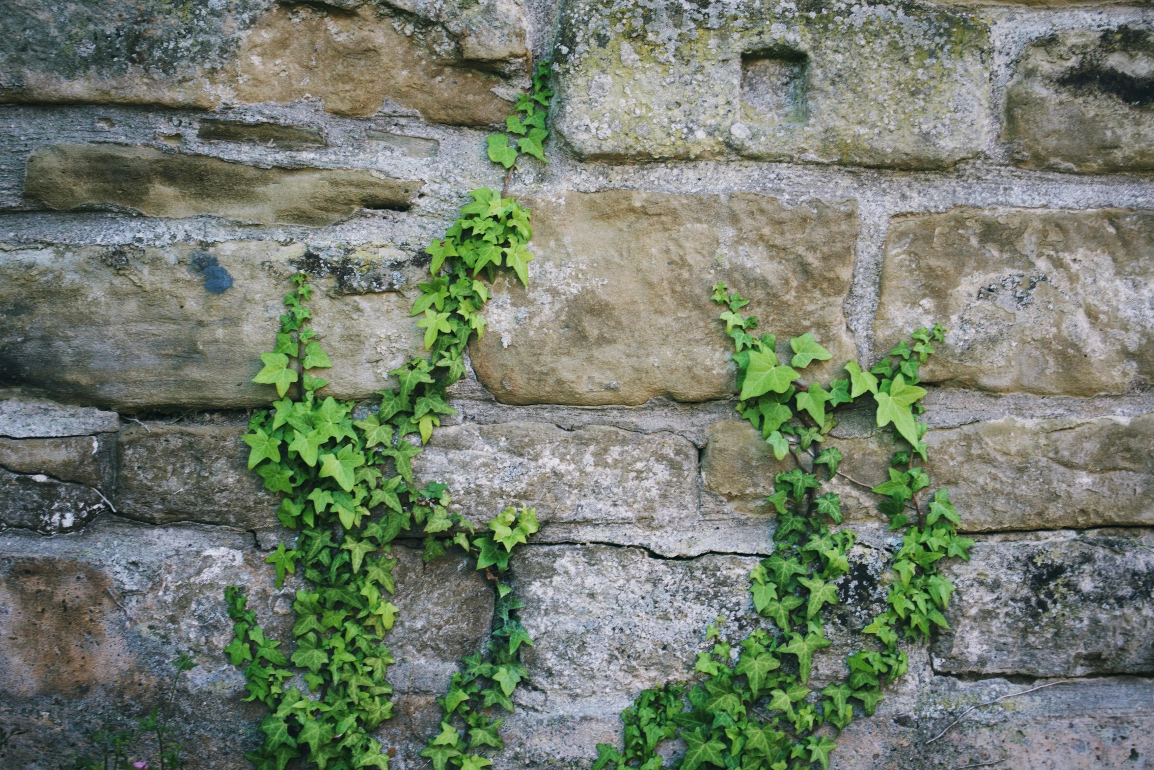 a bunch of green vines growing on some concrete