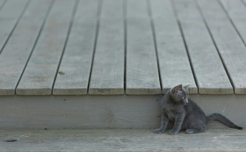 a small cat sitting under a table and looking up